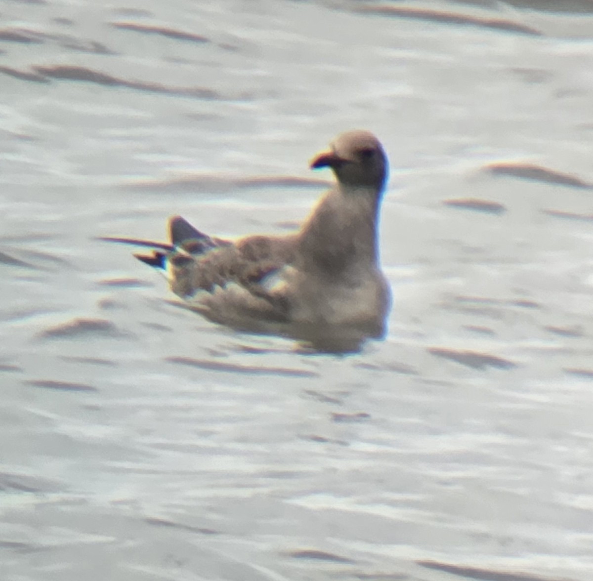 Mouette atricille - ML640609130