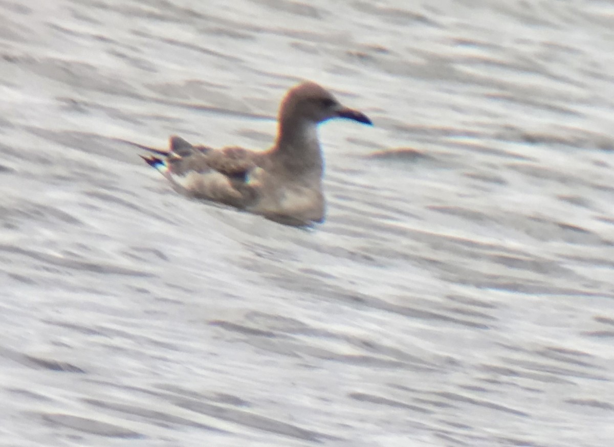 Mouette atricille - ML640609132