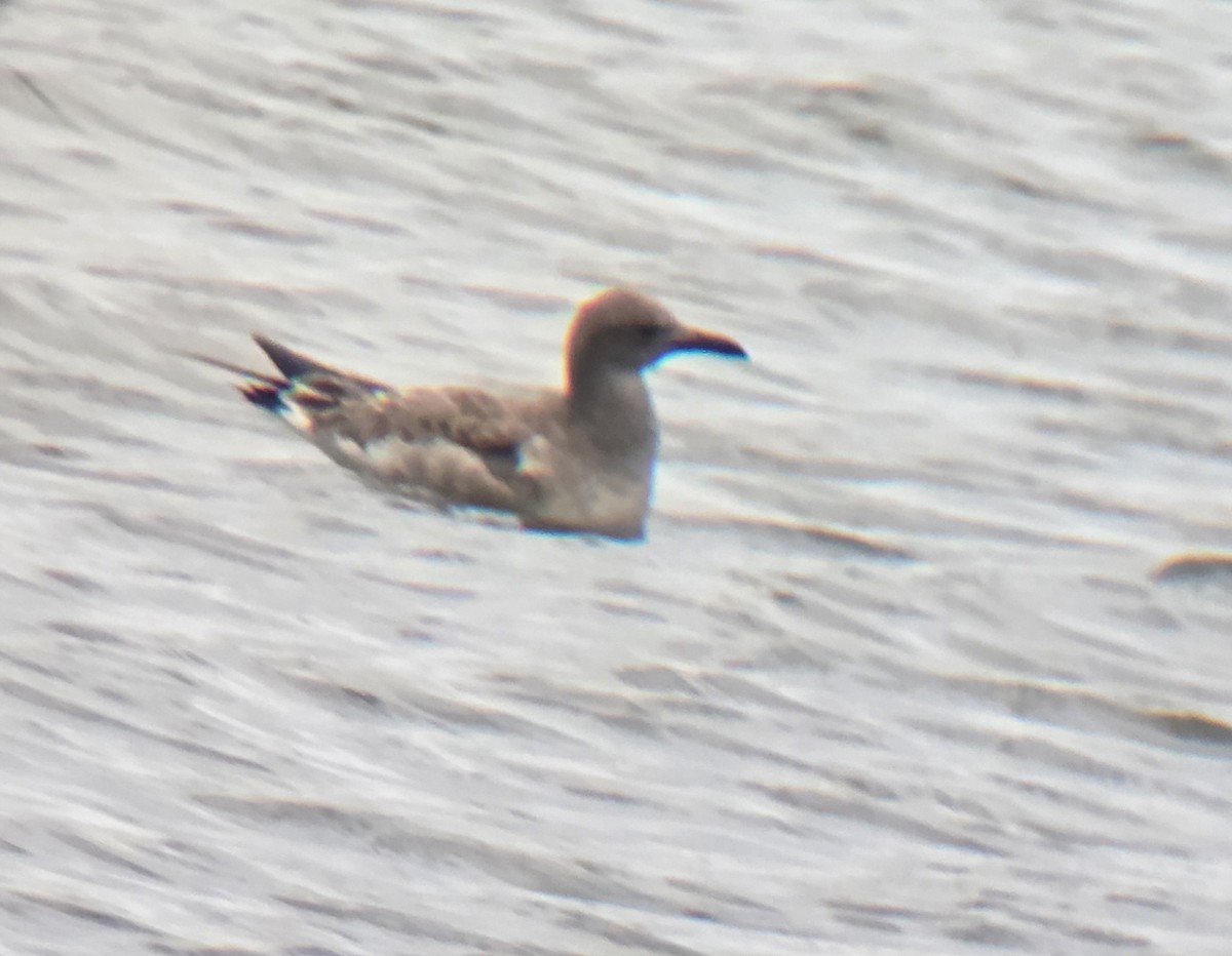 Mouette atricille - ML640609133