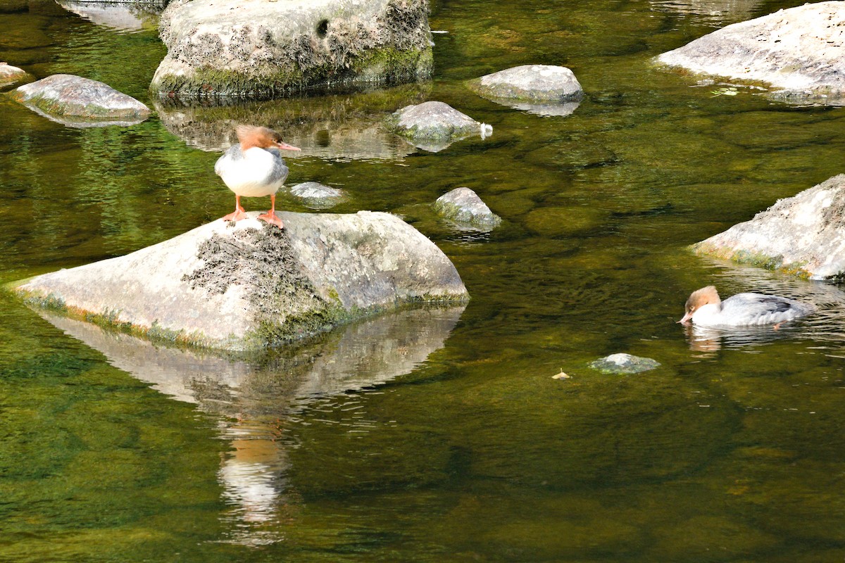 カワアイサ - ML640609142