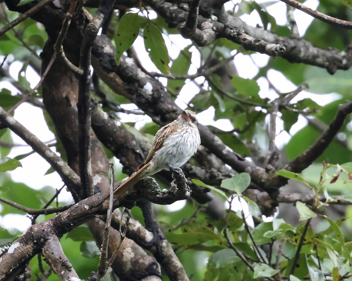 Streaked Flycatcher - ML640609149