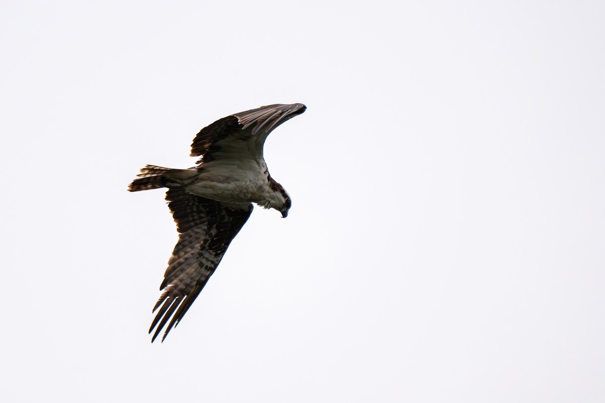 Osprey (American) - ML640609151