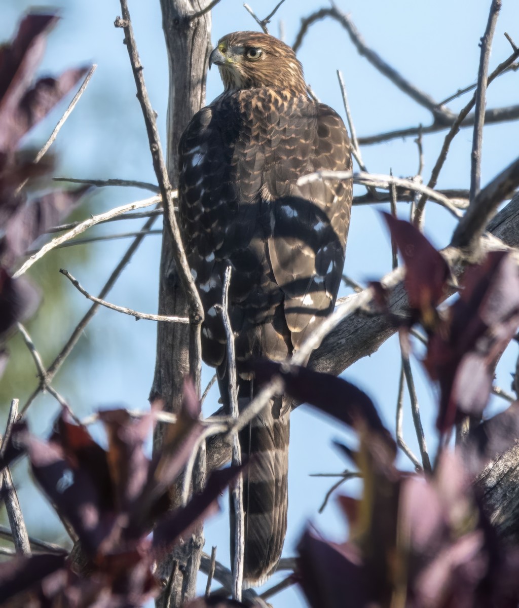 Cooper's Hawk - ML640609157