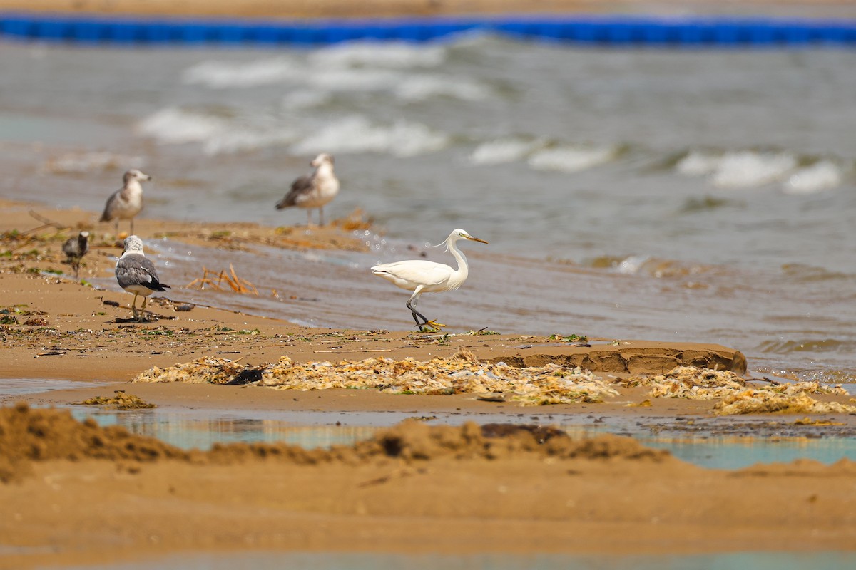 Chinese Egret - ML640609164