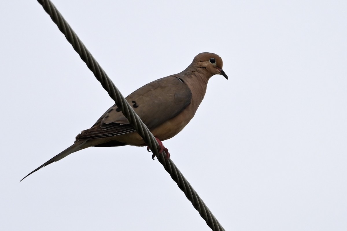 Carolinataube - ML640609172