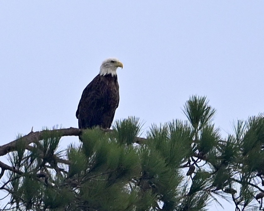 Weißkopf-Seeadler - ML640609184