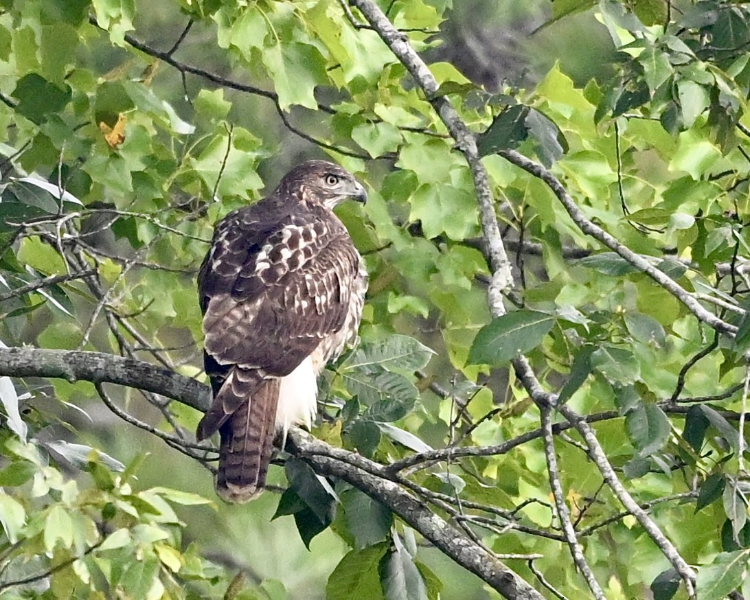 Rotschwanzbussard - ML640609185