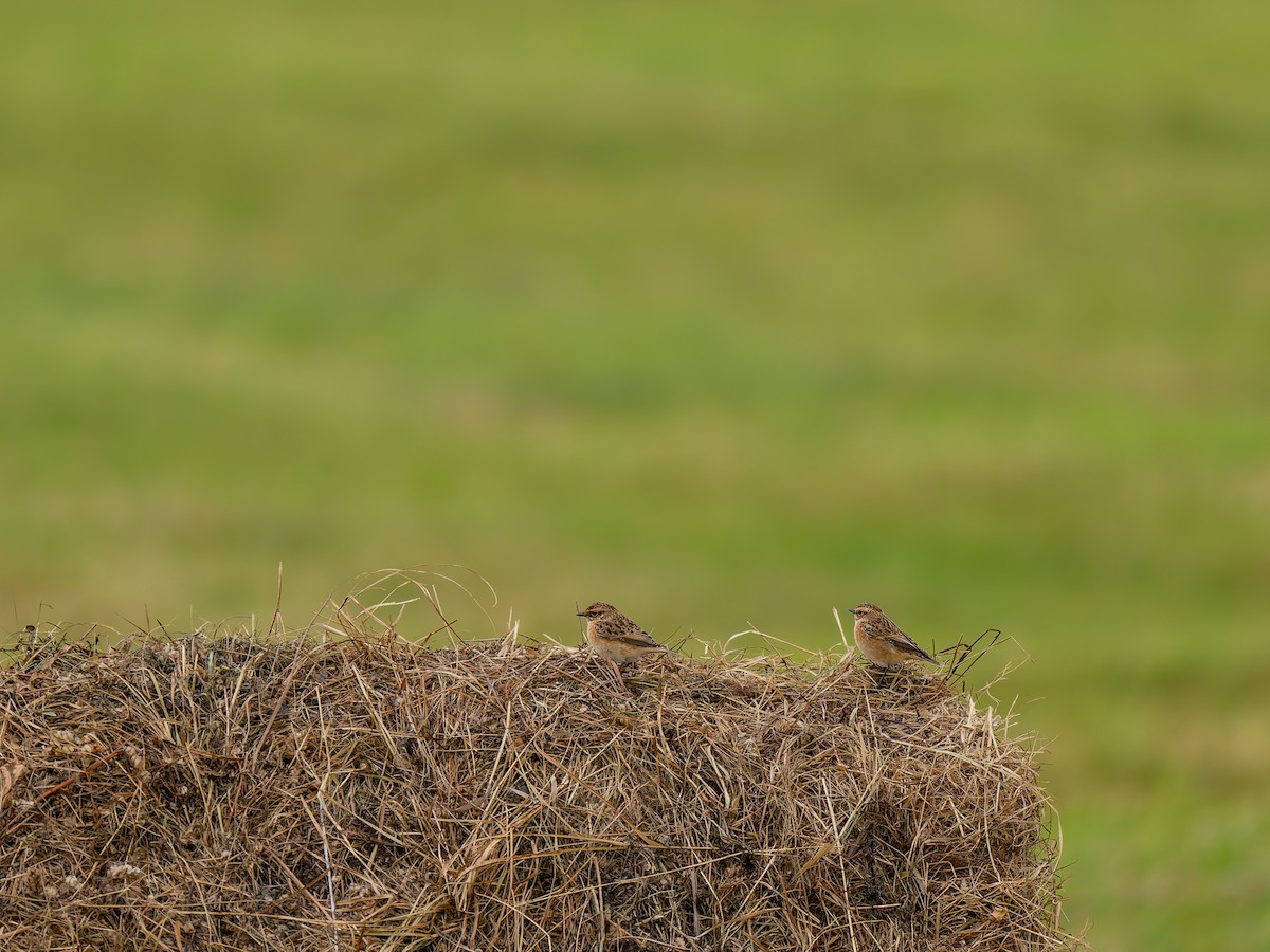 Whinchat - ML640609238