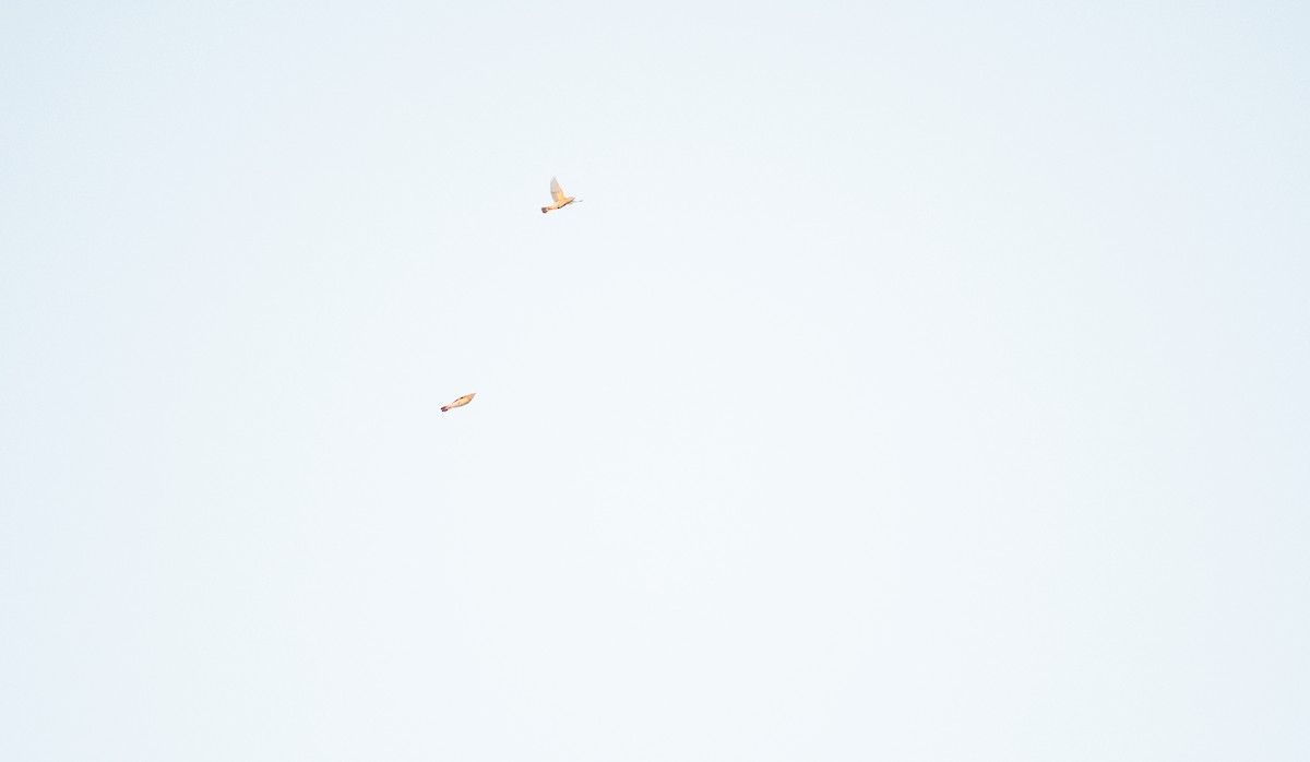 American Redstart - ML640609248