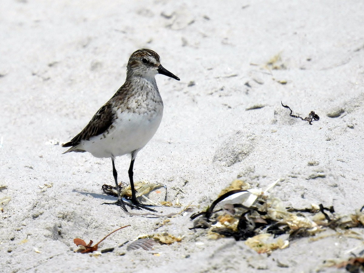 Semipalmated Sandpiper - ML640609263