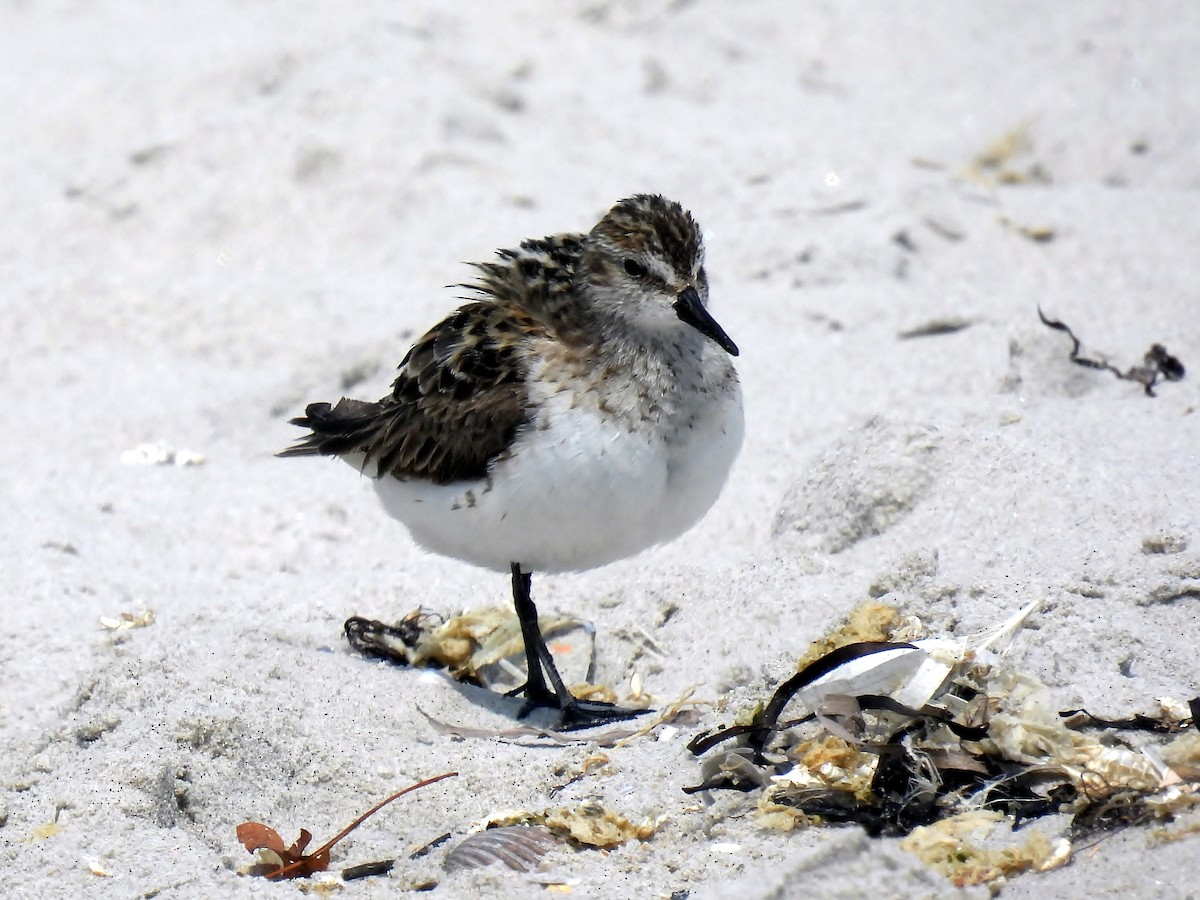 Semipalmated Sandpiper - ML640609265