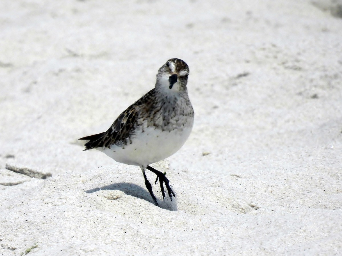 Semipalmated Sandpiper - ML640609266