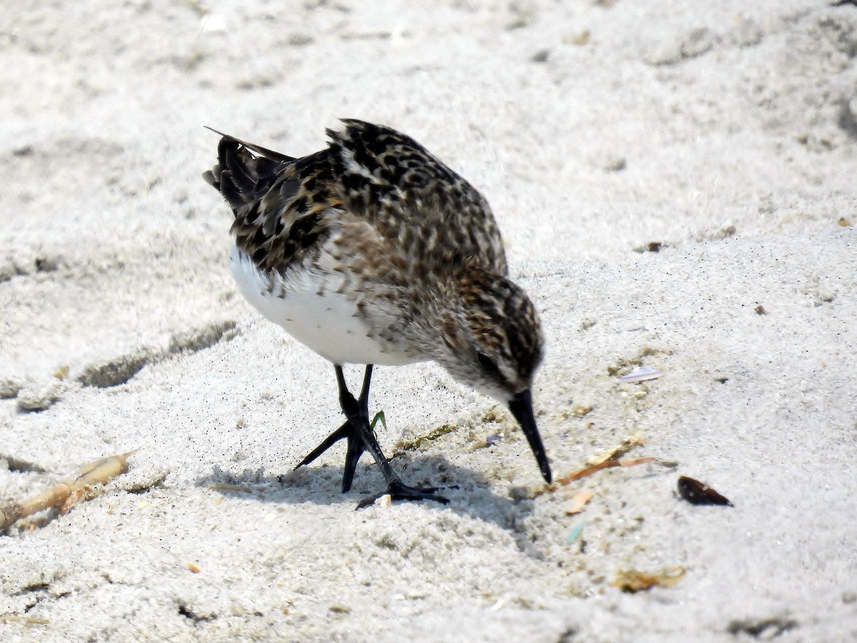 Semipalmated Sandpiper - ML640609267