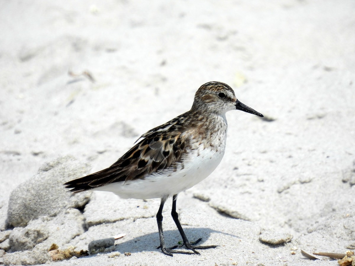 Semipalmated Sandpiper - ML640609268