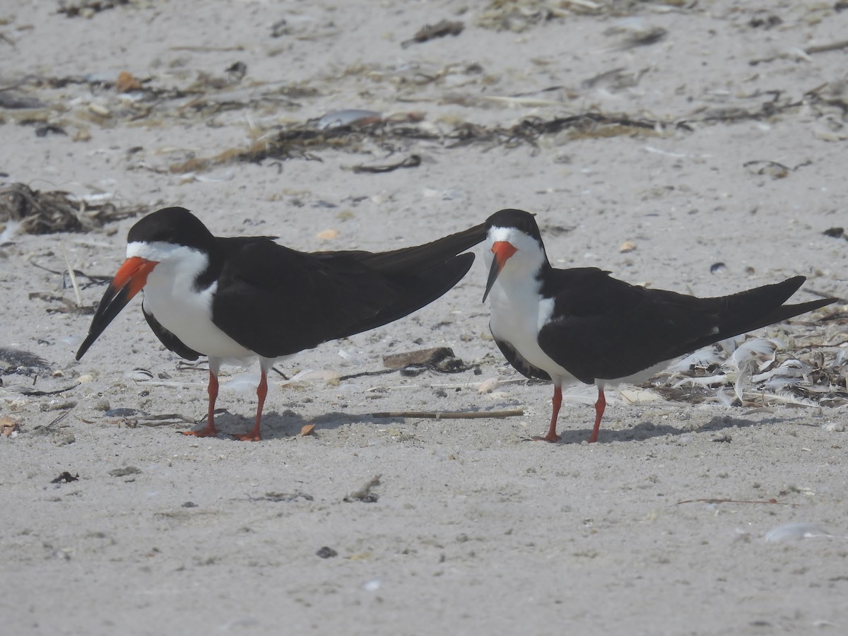 Black Skimmer - ML640609300