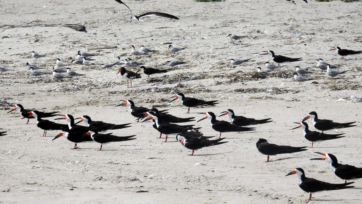 Black Skimmer - ML640609302