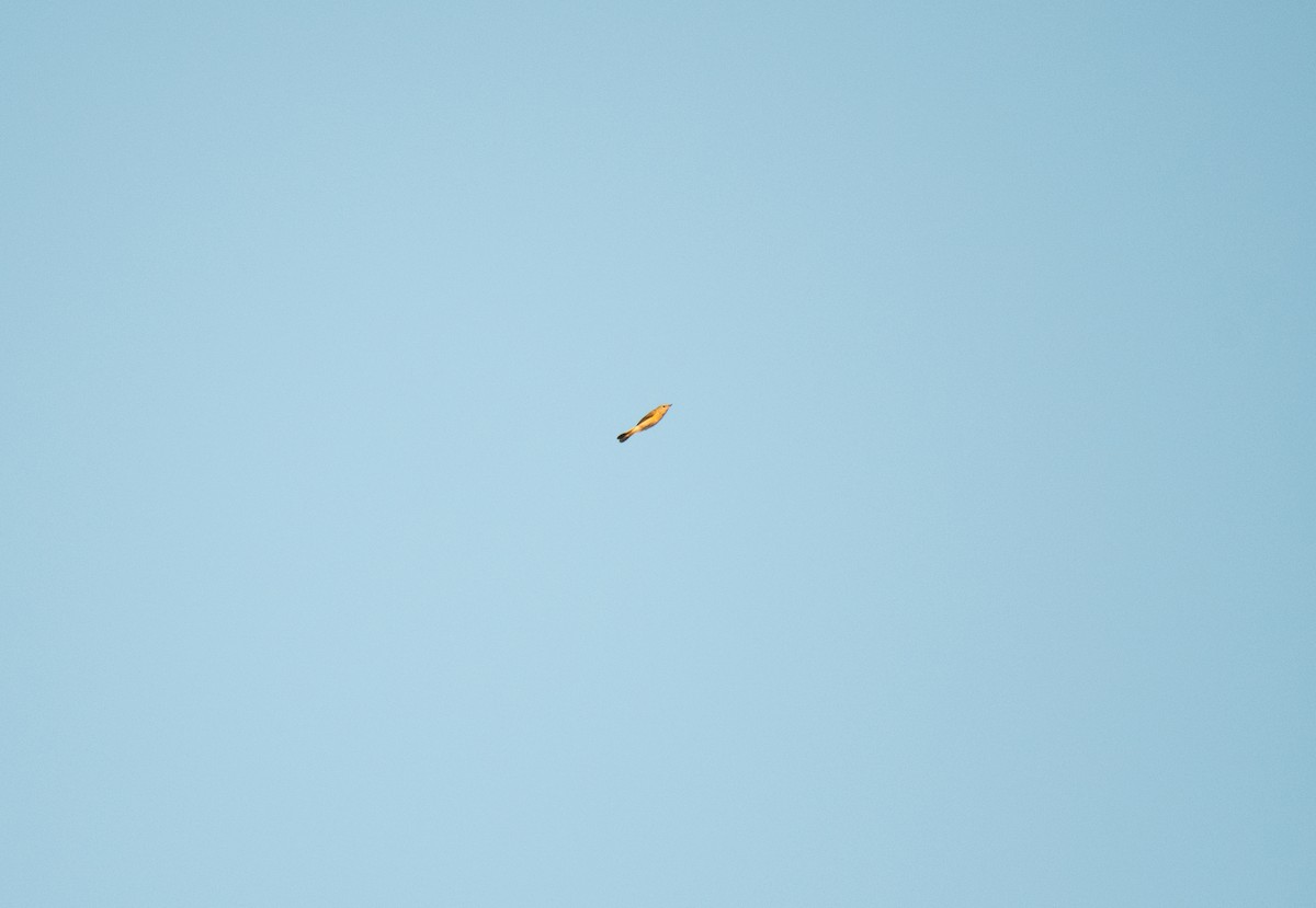 American Redstart - ML640609304