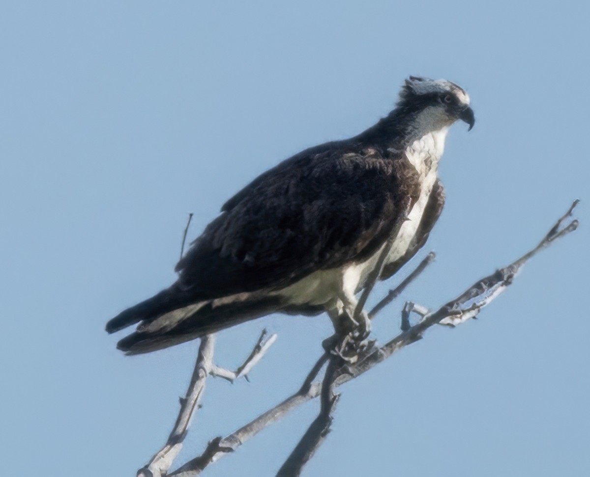 Osprey - ML640609306