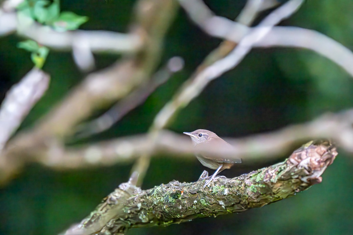 Northern House Wren - ML640609326