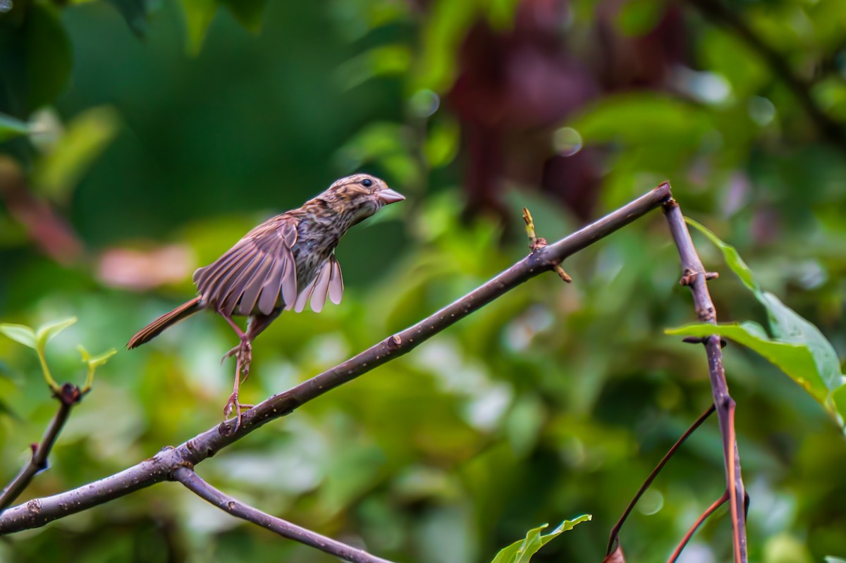 Song Sparrow (melodia/atlantica) - ML640609333