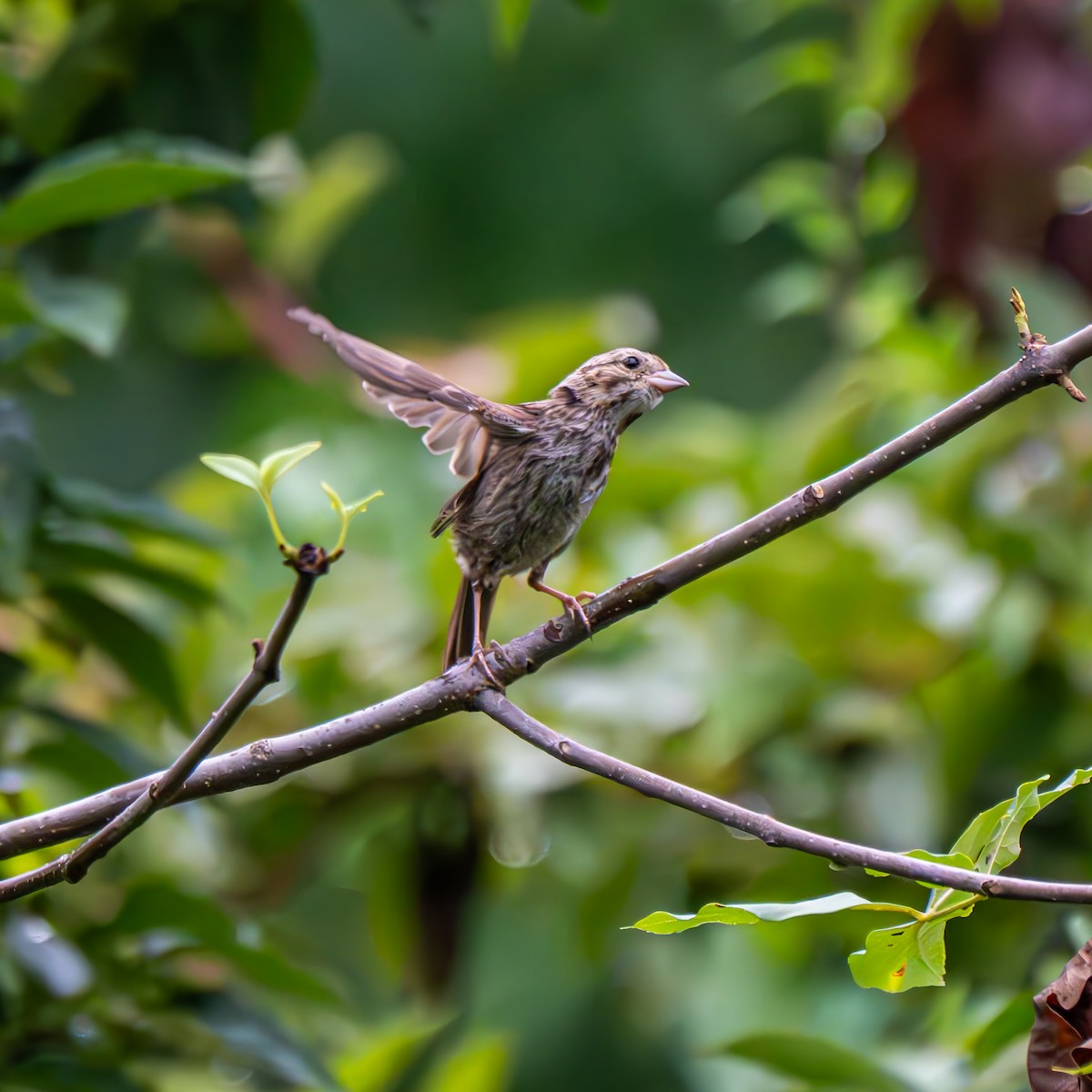 Song Sparrow (melodia/atlantica) - ML640609335