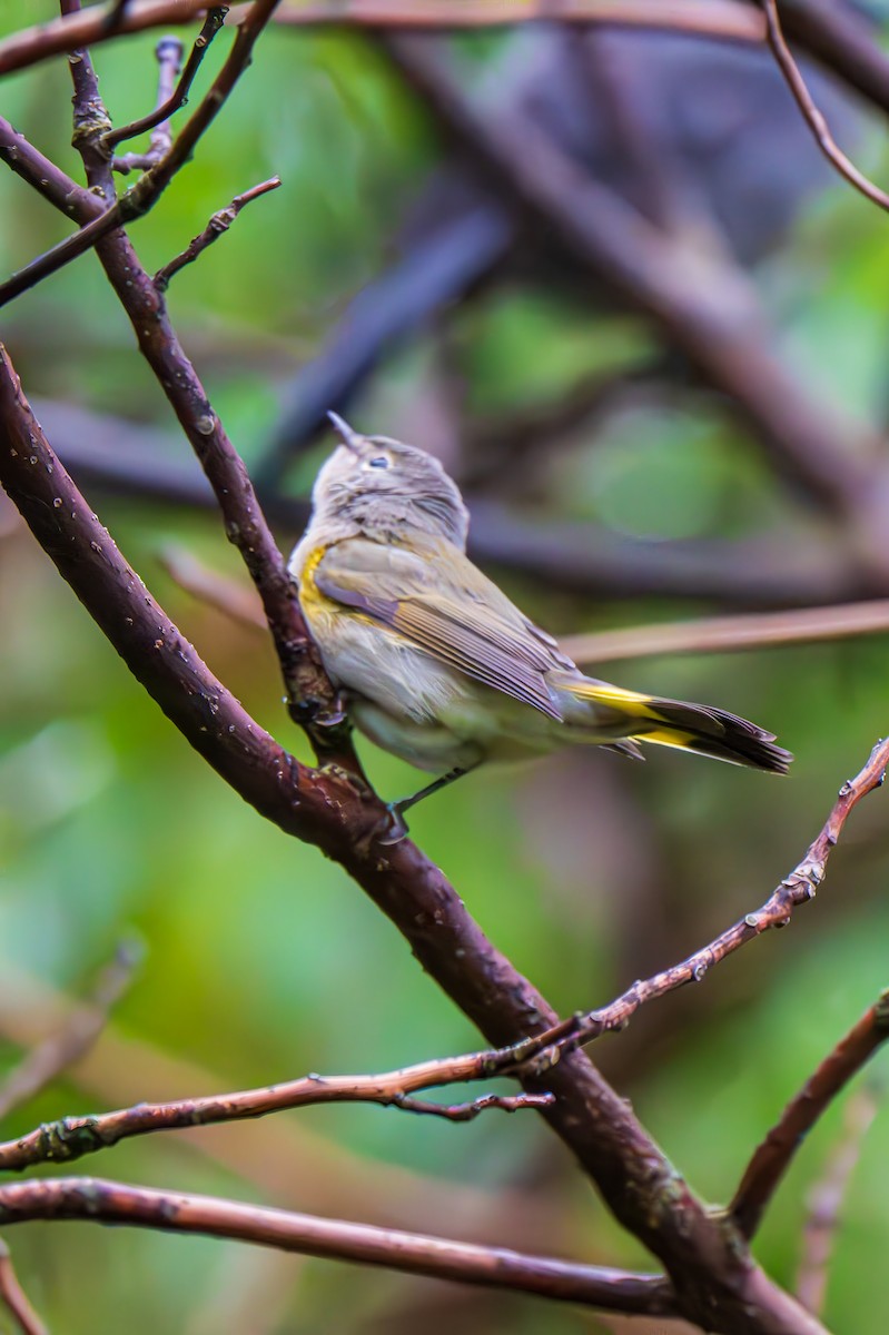 American Redstart - ML640609339