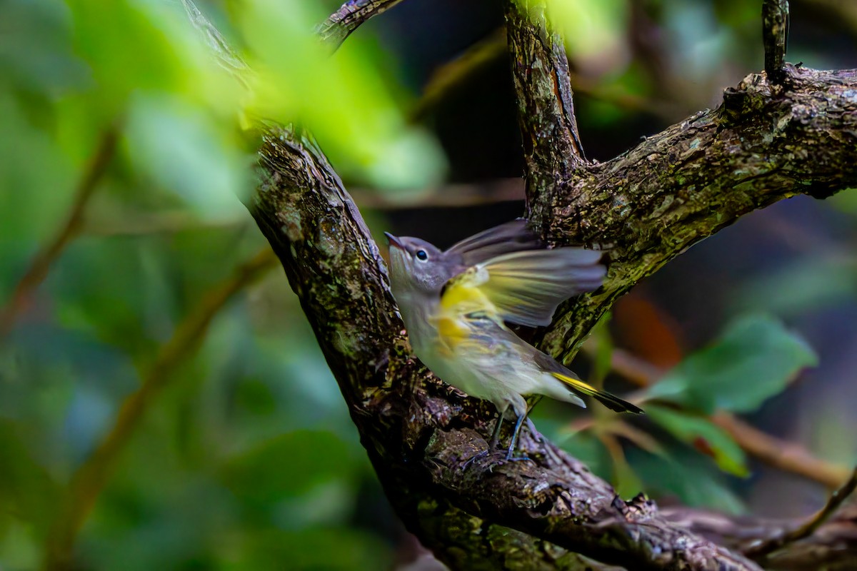 American Redstart - ML640609340