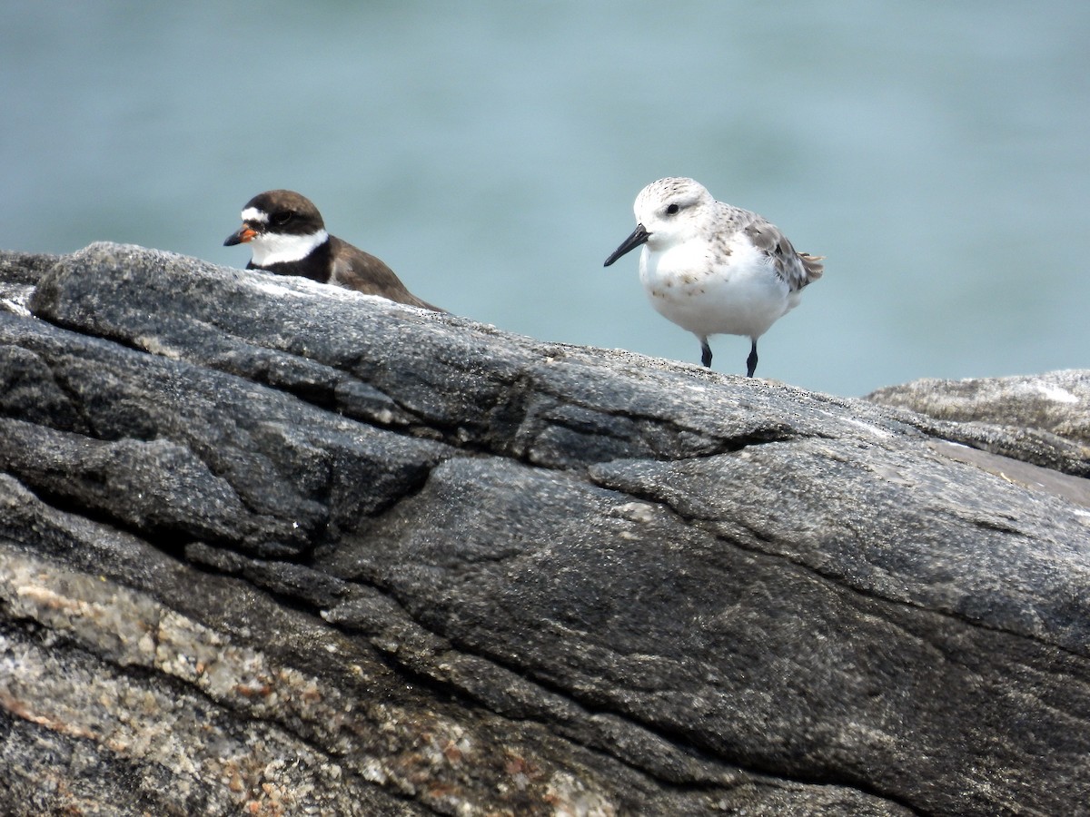 Semipalmated Plover - ML640609341