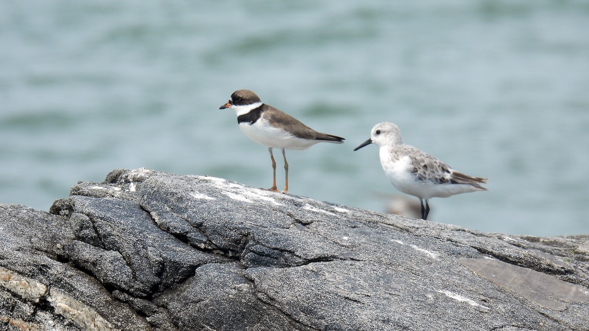 Semipalmated Plover - ML640609342