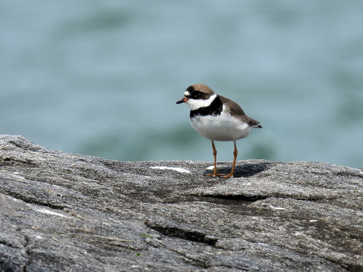 Semipalmated Plover - ML640609343