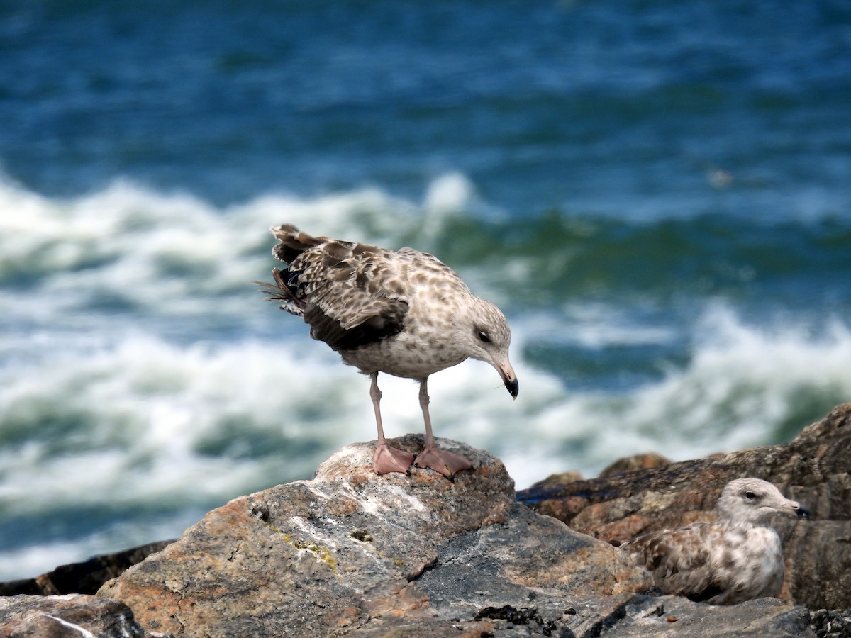 American Herring Gull - ML640609377