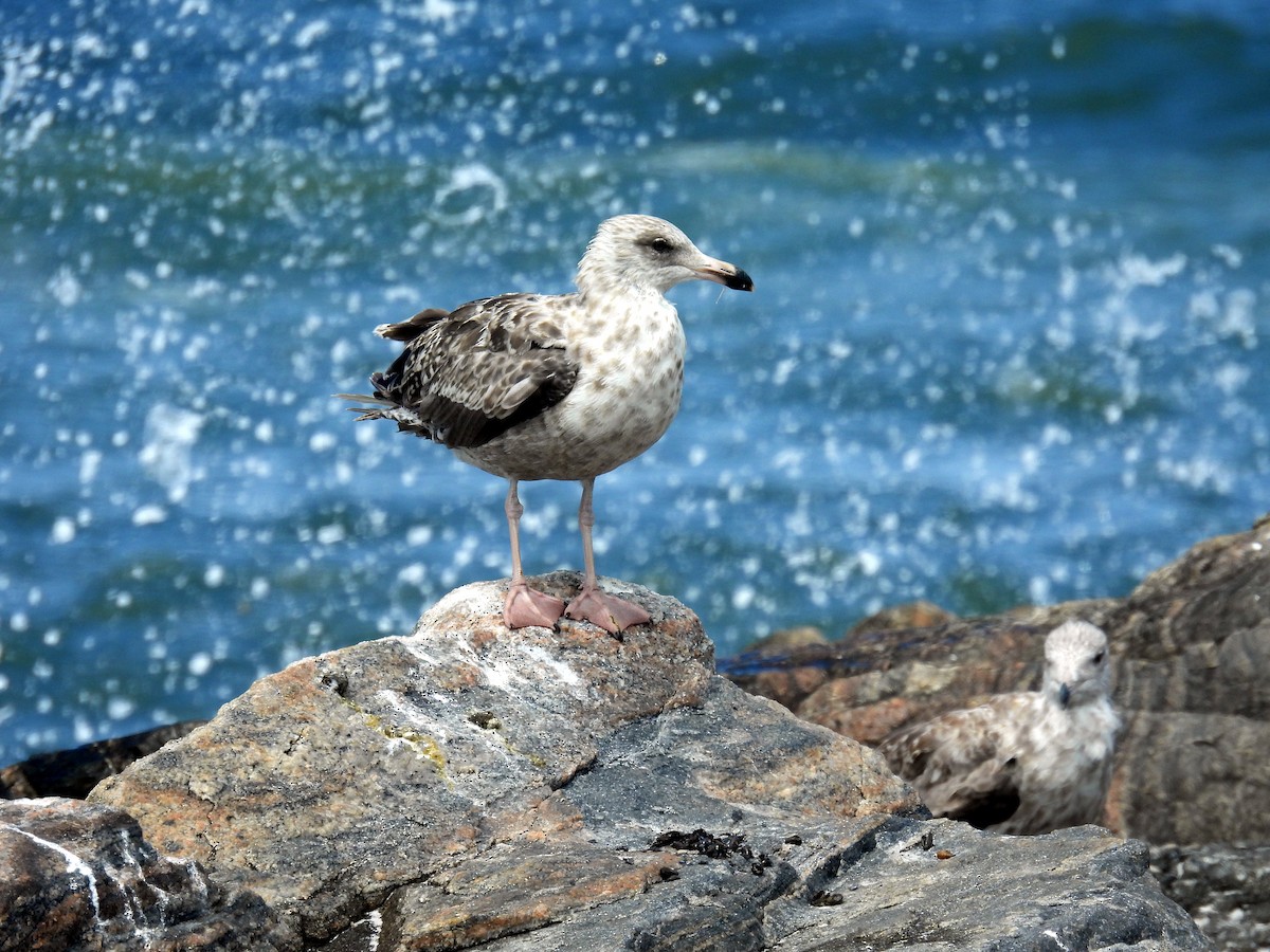 American Herring Gull - ML640609378