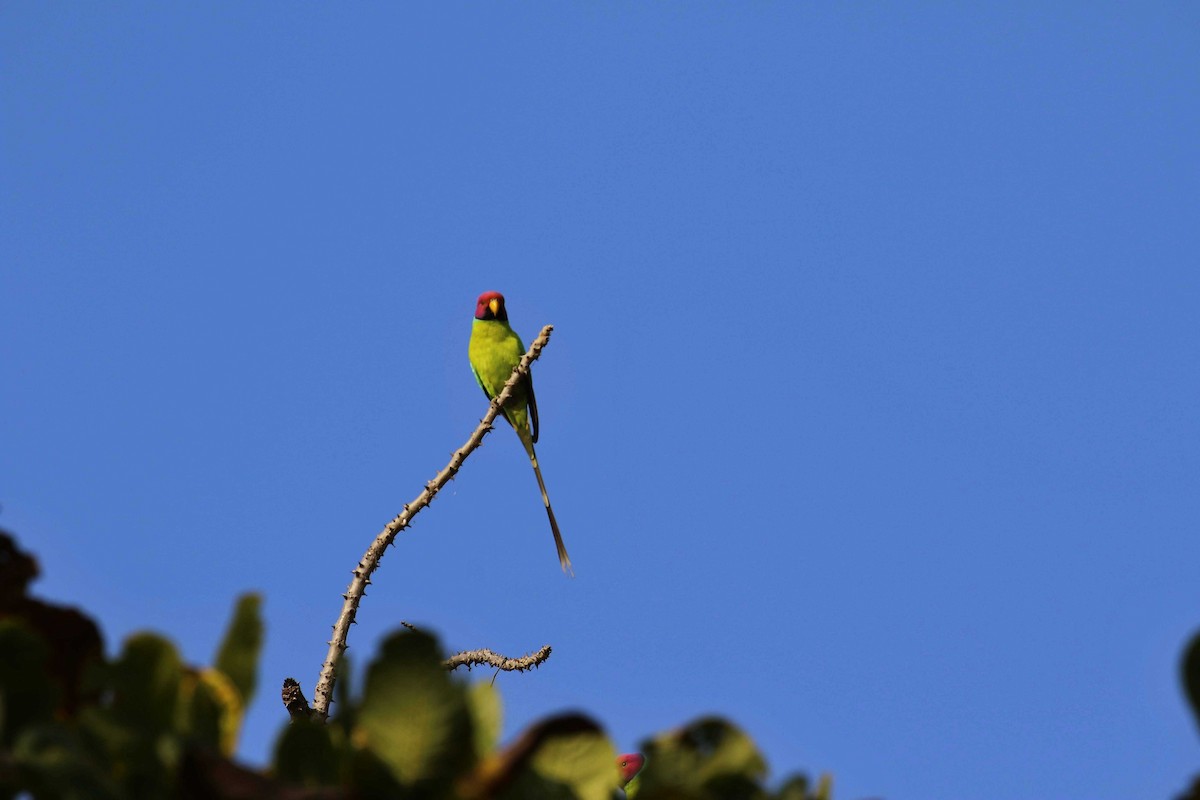 Plum-headed Parakeet - ML640609425