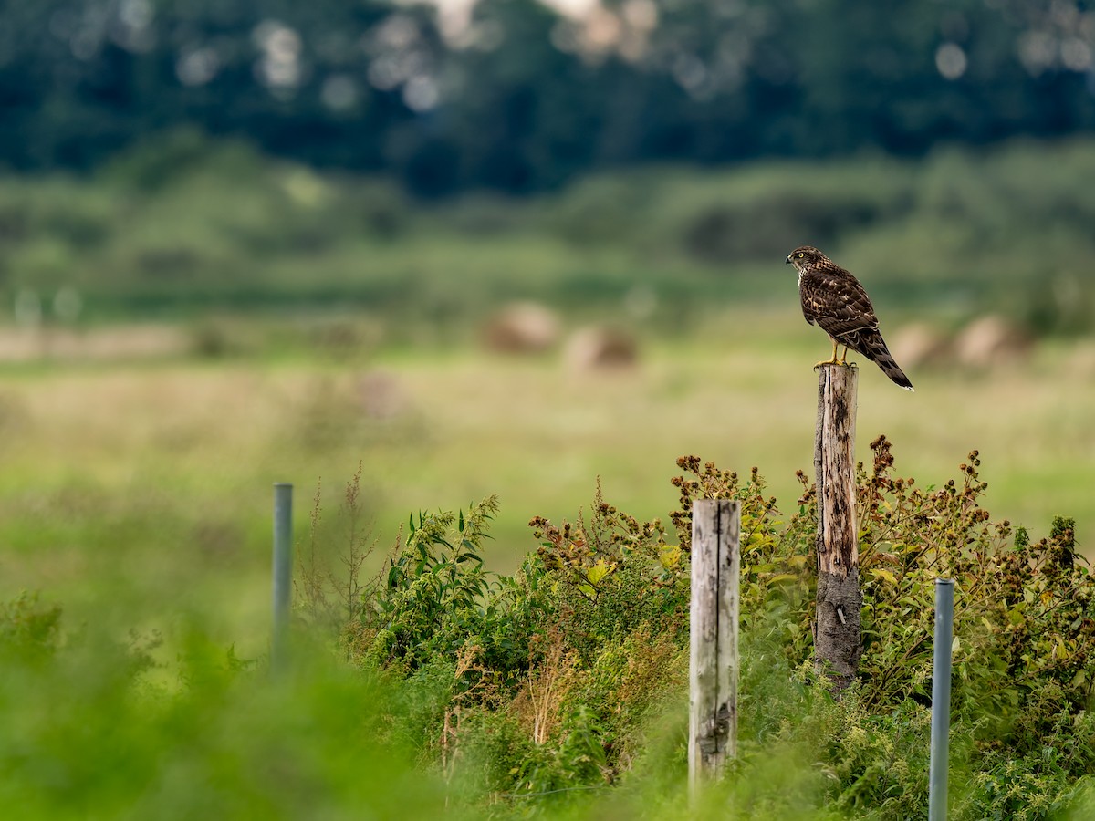 Eurasian Goshawk - ML640609440