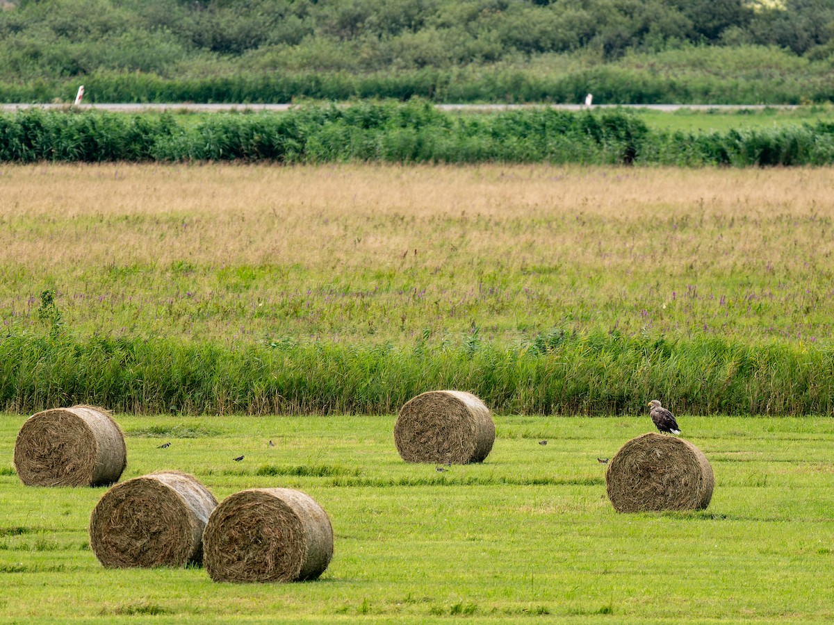 White-tailed Eagle - ML640609443