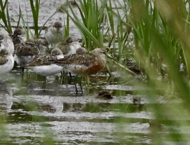 Curlew Sandpiper - ML640609464
