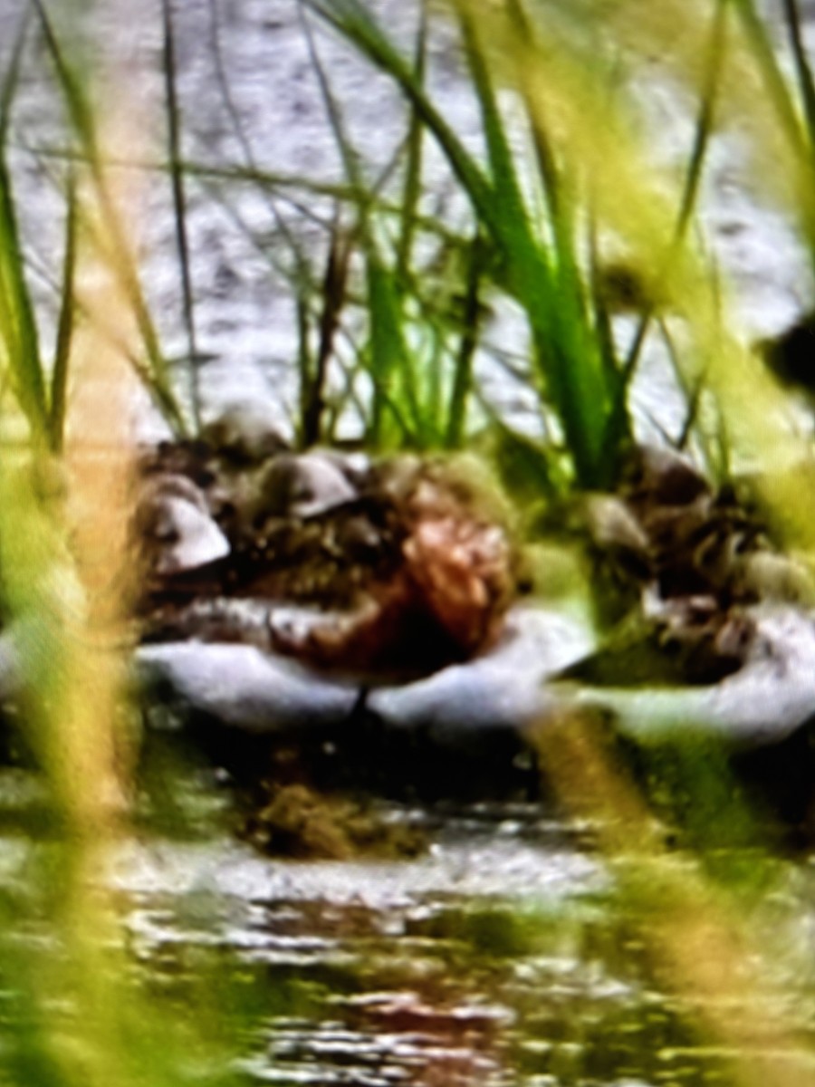 Curlew Sandpiper - ML640609465