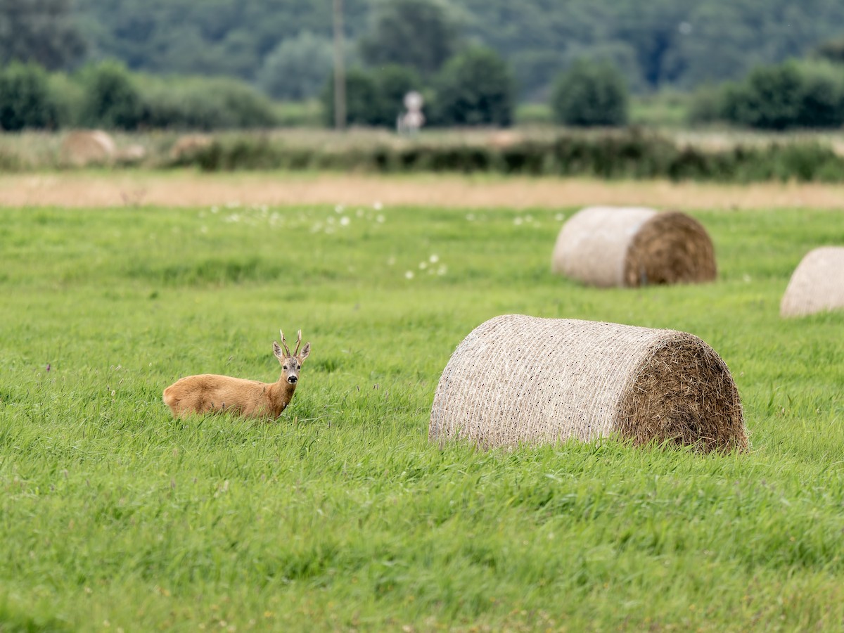 Western Roe Deer - ML640609468