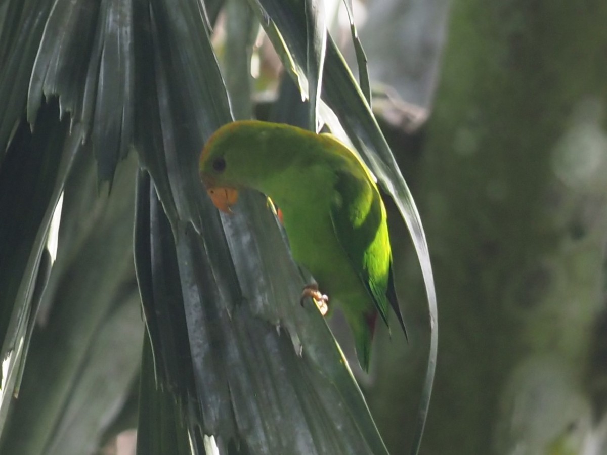 Sri Lanka Hanging-Parrot - ML640609502