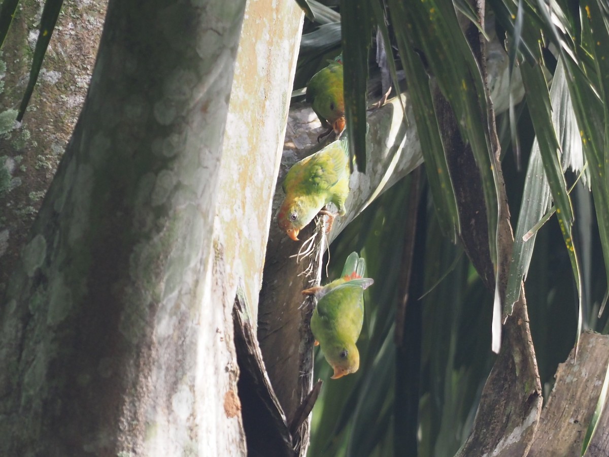 Sri Lanka Hanging-Parrot - ML640609503