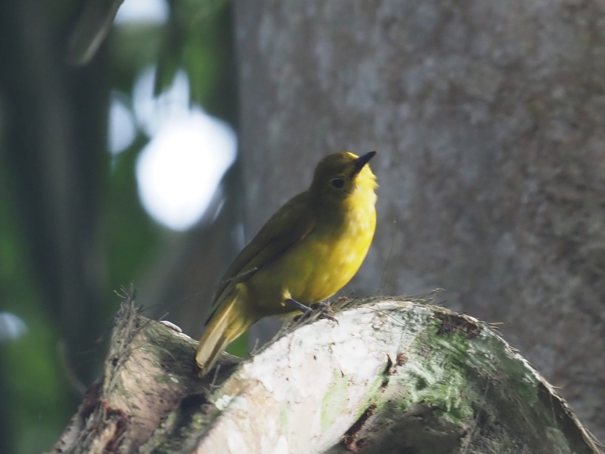 Yellow-browed Bulbul - ML640609518