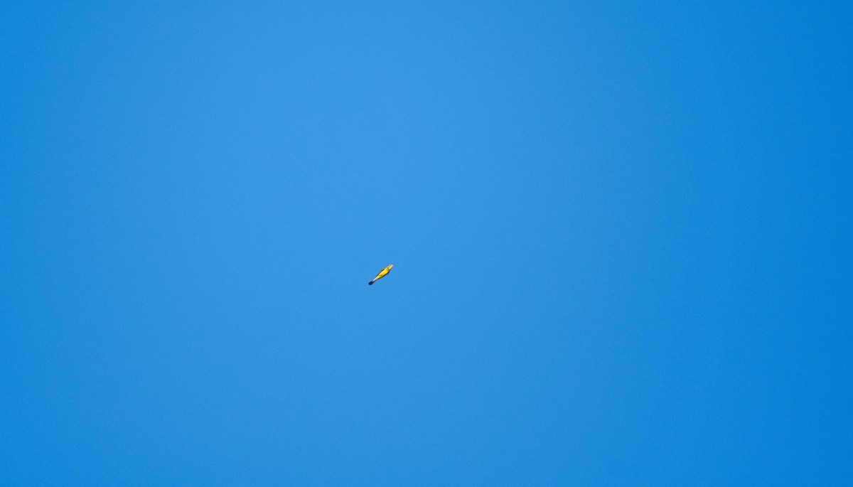 Canada Warbler - ML640609527