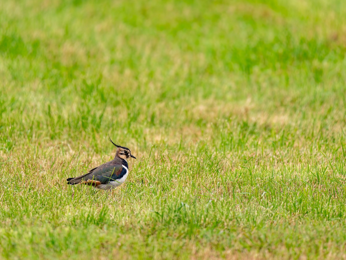Northern Lapwing - ML640609547