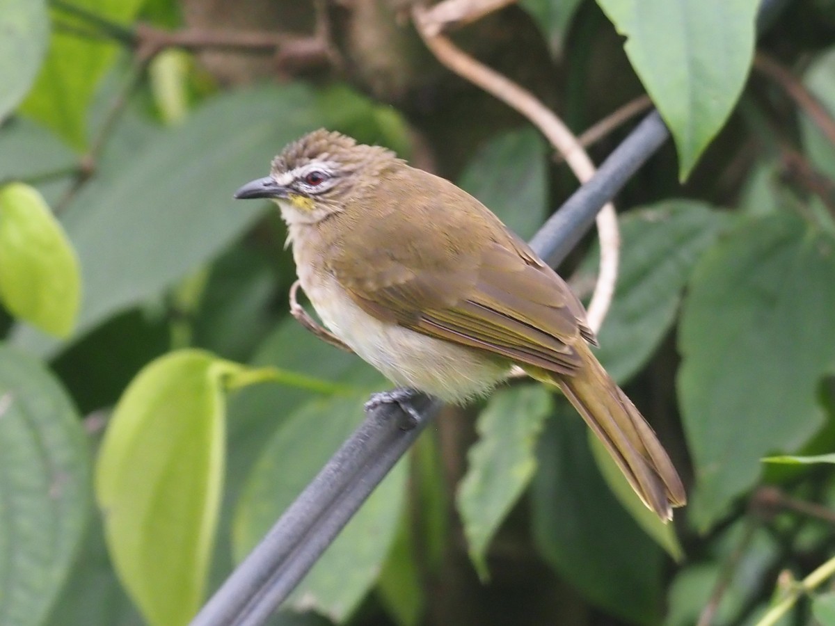 White-browed Bulbul - ML640609552