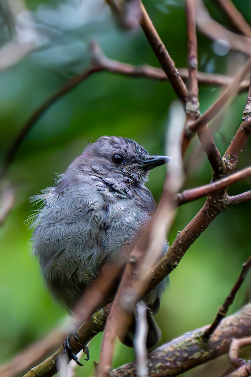 Gray Catbird - ML640609554
