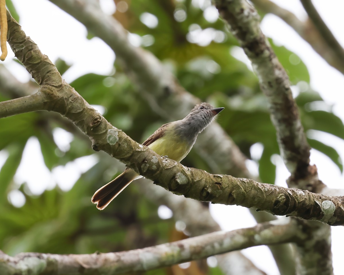 Panama Flycatcher - ML640609564