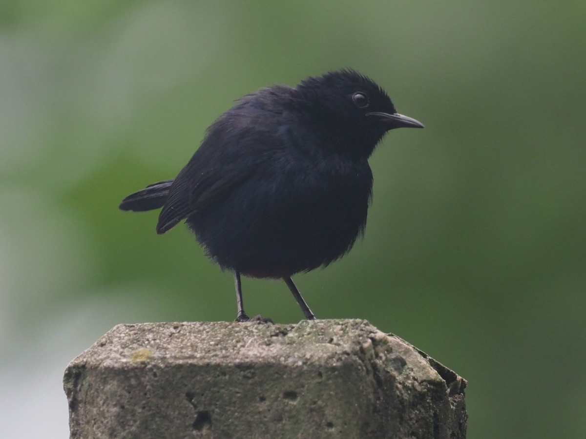 Indian Robin - ML640609571