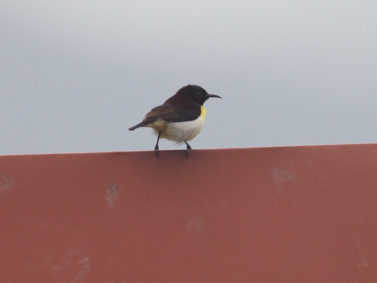 Purple-rumped Sunbird - ML640609582