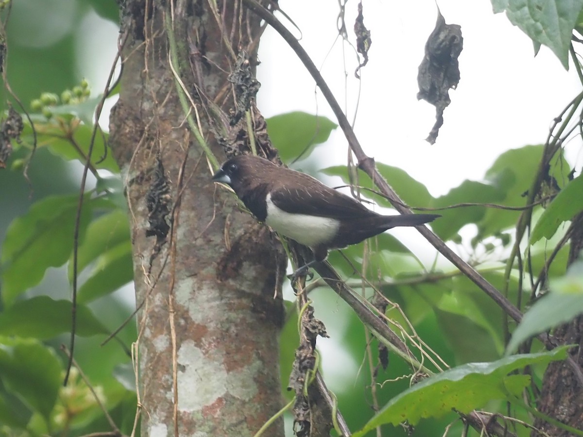 White-rumped Munia - ML640609590