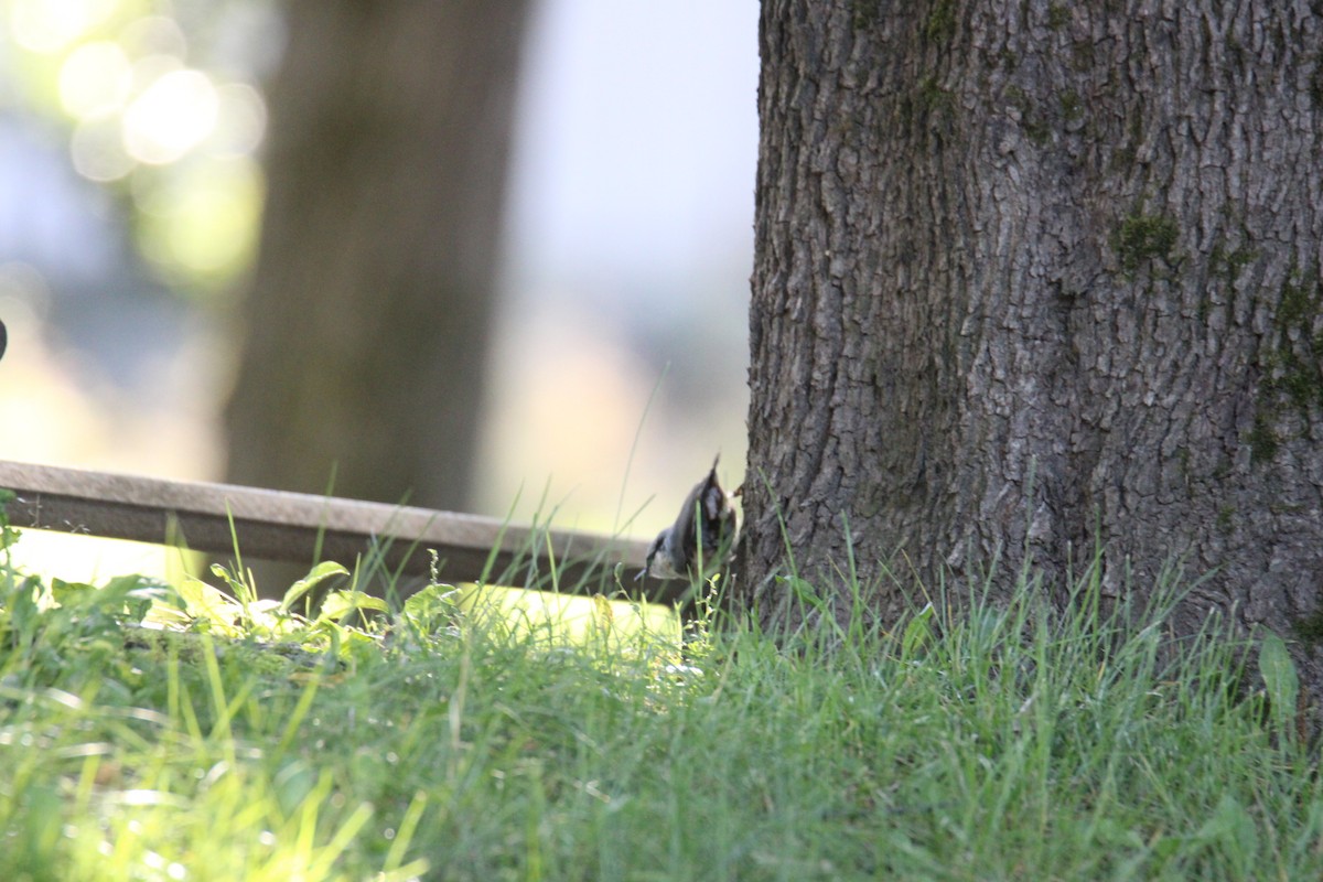 Eurasian Nuthatch (Western) - ML640609621